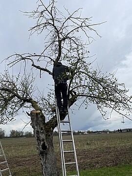 Banner Praxisseminar „Winterschnitt an Obstgehölzen“ mit Michael Gigler